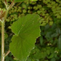 Begonia hirtella Link